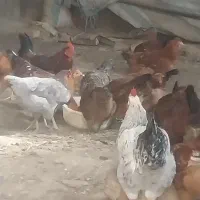 مرغ وخروس درجه یک به شرط|حیوانات مزرعه|دشتابی, |دیوار