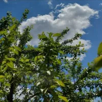 نیازمند کار نگهبانی