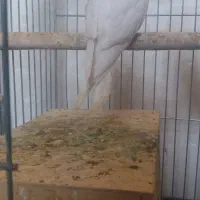 عروس هلندی آلبینو چشم سورخ|پرنده|درگهان, |دیوار