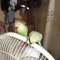 فروش طوطی برزیلی فول دستی|پرنده|جم, |دیوار