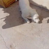 سگ نژاددار|سگ|کرمان, |دیوار