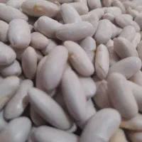 پخش عمده و جزیی انواع حبوبات با کیفیت بالا|عمدهفروشی|رشت, لاکان|دیوار