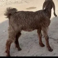 کره ماده وبره نرسالم وسالم