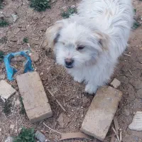 سگ پا پی (پاکوتاه)