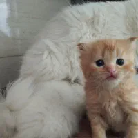 گربه بریتیش و پرشین