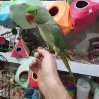 شاه طوطی جوجه نر