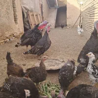 بوقلمون برنزه|حیوانات مزرعه|اصفهان, براآن شمالی|دیوار