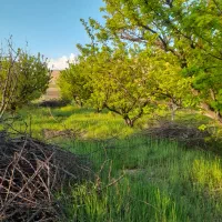 باغ ۱۵ ساله کامل با برق فنس کشی کامل و نگهبان|فروش دفتر صنعتی، کشاورزی، تجاری|دورود, |دیوار