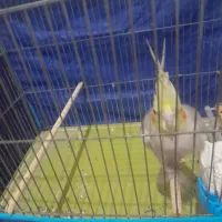 عروس هلندی ماده جوجه بزرگ کن