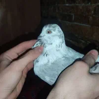 پرنده|پرنده|تهران, جلیلی|دیوار