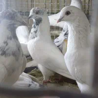 دکه ناصردین|پرنده|دورود, |دیوار