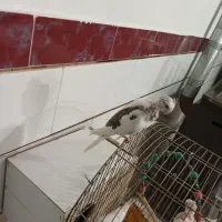 عروس هلندی المینو دوماه|پرنده|نظرآباد, رسالت|دیوار