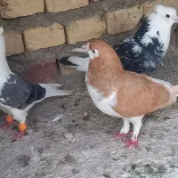 کفتر نر