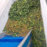 انواع خیار شور همدان|عمده‌فروشی|همدان, |دیوار