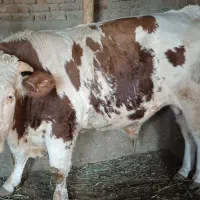 گوساله سیمینتال نر