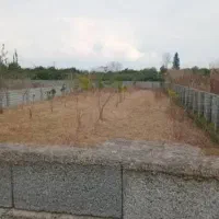 زمین باغی (ملک شخصی)|فروش زمین و ملک کلنگی|آمل, |دیوار