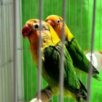 کوتوله برزیلی