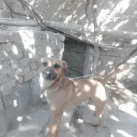 حیوان خانگی