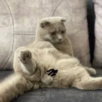 گربه اسکاتیش فولد آماده جفتگیری با سابقه درخشان