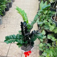 فروش گلهای آپارتمانی با مشاوره|گل و گیاه طبیعی|پردیس, فاز ۴|دیوار