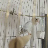 معاوضه قناری نر با ماده