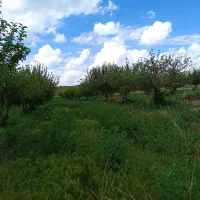 فروش‌‌باغ‌‌