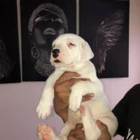 سایکو|سگ|محمدشهر, محمدشهر|دیوار