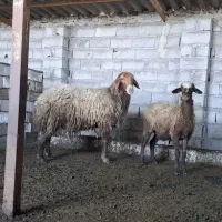فروش گوسفند قوچ افشار نژاد دار|حیوانات مزرعه|آمل, |دیوار