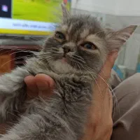 واگذاری گربه پرشین|گربه|سراوان, |دیوار