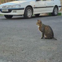پژو پارس TU5 مدل 94