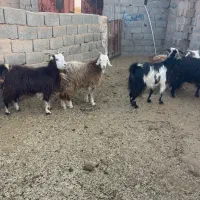 بز کردی ابستن. زرند