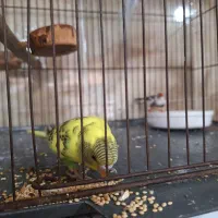 مرغ عشق|پرنده|هشتگرد, شهرک راه آهن|دیوار