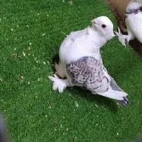 کبوتر بلژیکی|پرنده|بومهن, |دیوار