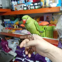 ملنگو نر رام دستی سخنگو|پرنده|تهران, جیحون|دیوار