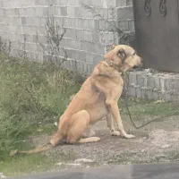 سگ نگهبان|سگ|رشت, حومه رشت|دیوار