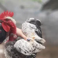 خروس گردن لختی