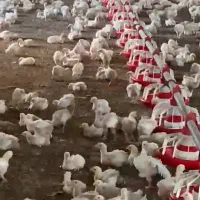 جوجه گوشتی راس یک روزه