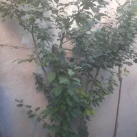 نهال آلوچه