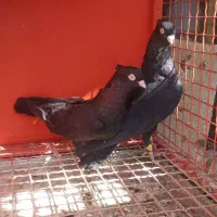 کبوتر زاغ آبادانی