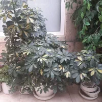 گل وگلدان