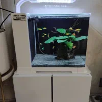 آکواریوم ،هدیه خاص واسه روز زن و روز مادر|ماهی|نیشابور, شریعتی|دیوار