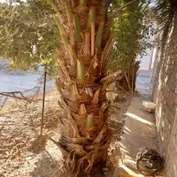 کار درخت خرما|خدمات باغبانی و درختکاری|سراوان, |دیوار