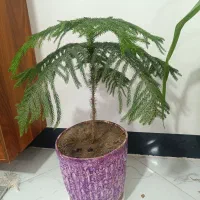 گل کاج مطبق