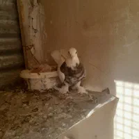 طوقی|پرنده|آران و بیدگل, |دیوار