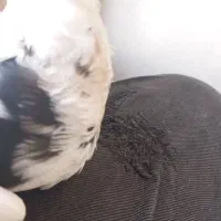 کفتر طوقی هفترنگ|پرنده|سبزوار, گلشن|دیوار