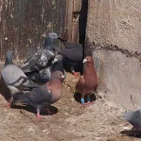 کفتر|پرنده|شیراز, کوزه گری|دیوار