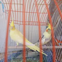 عروس هلندی