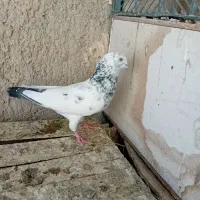 سه عدد کبوتر پرشی