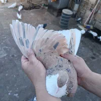 کبوترعتیقه نر