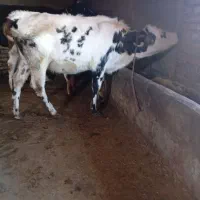 گوساله سیمیتال|حیوانات مزرعه|خاروانا, |دیوار